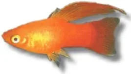 Näsets Ciklidhobby Platy Simson akvariefisk 3–4 cm livlig