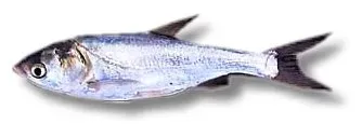 Näsets Ciklidhobby silverkarp dammfisk 10–12 cm