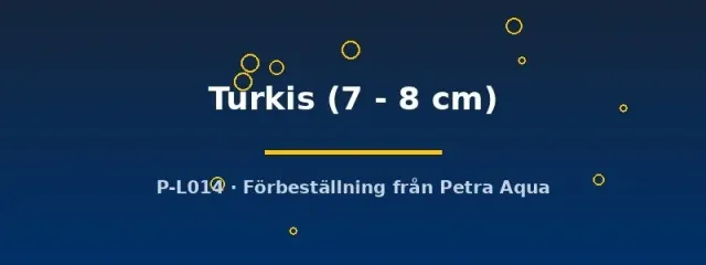 Näsets Aulonocara Turkis ciklid 7–8 cm blå