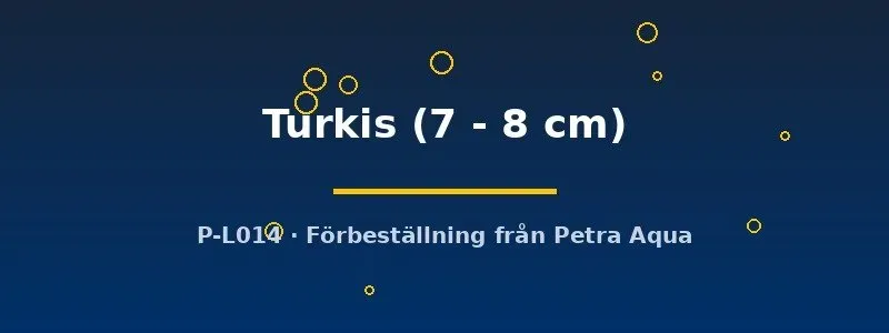Näsets Aulonocara Turkis ciklid 7–8 cm blå