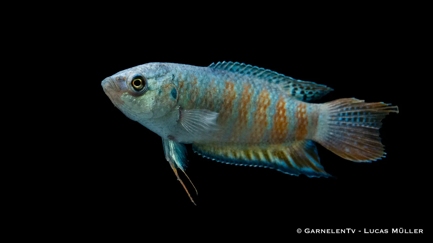 Garnelen TV Macropodus opercularis makropod blå 8–10 cm