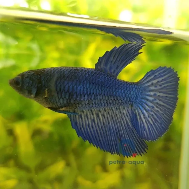 Näsets Betta Halfmoon Blue kampfisk hona XL