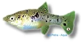 Näsets Ciklidhobby Limia vittata wild levandefödare 3–4 cm