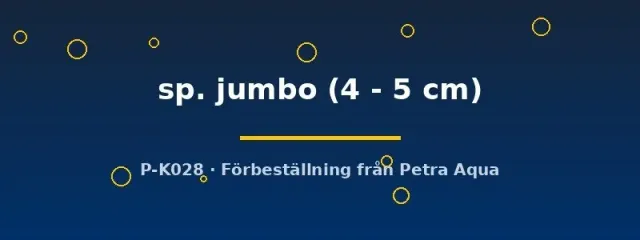 Näsets LDA25 Paraotocinclus jumbo mal 4-5 cm algätare