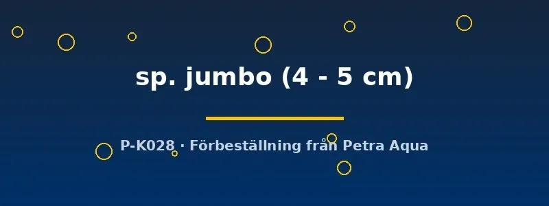 Näsets LDA25 Paraotocinclus jumbo mal 4-5 cm algätare