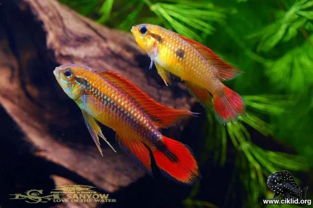 Näsets Ciklidhobby Agassizii Double Red ciklid trio 3-4 cm