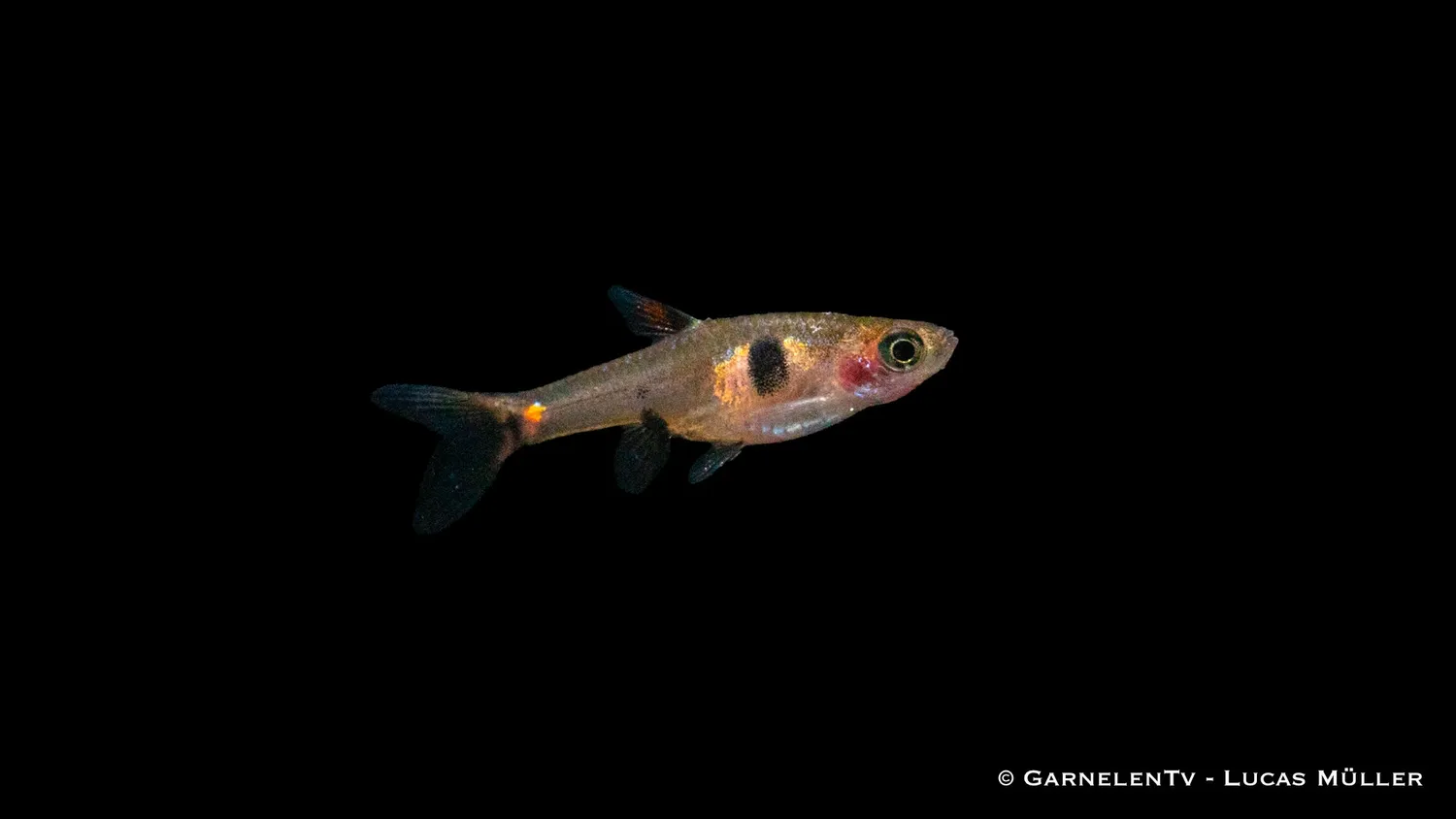 Garnelen TV dvärgrasbora Boraras maculatus