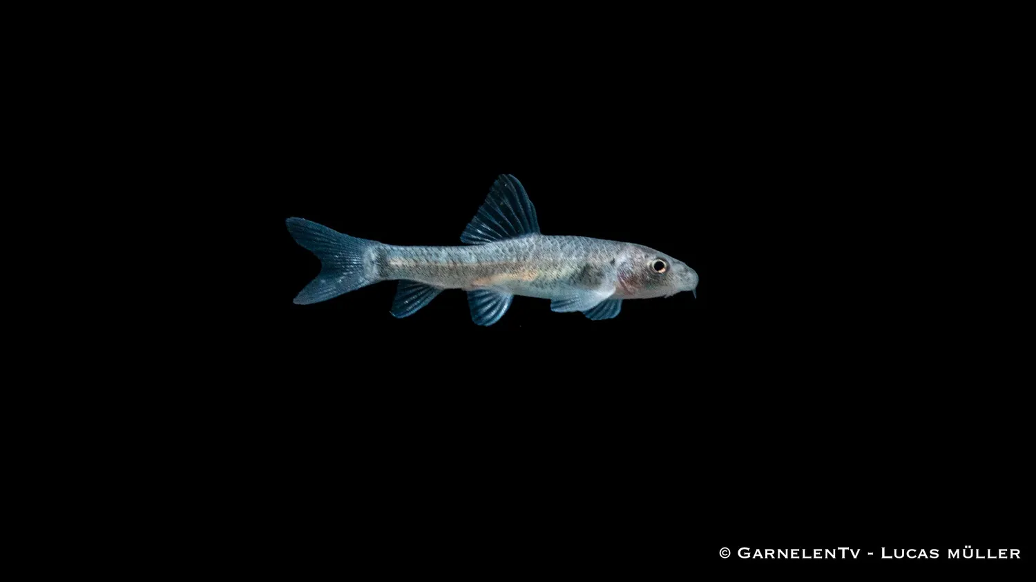 Garnelen TV Kangal-knabberfisk Garra rufa akvariefisk fredlig
