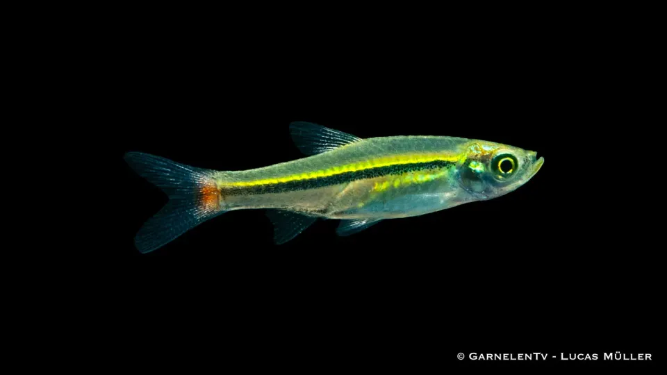Garnelen TV Rasbora borapetensis stimfisk