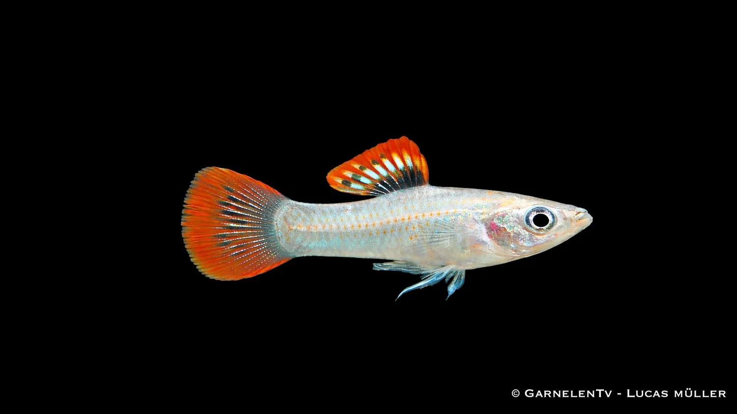 Garnelen TV Poecilia salvatoris liberty molly par