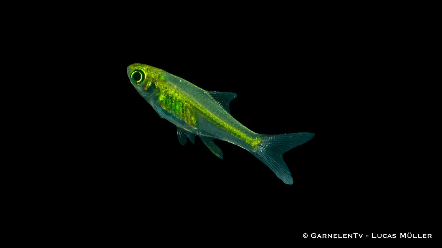 Garnelen TV Smaragdbärbling stimfisk Microdevario kubotai