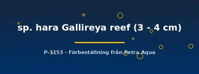 Näsets Ciklidhobby Cynotilapia hara ciklid 3–4 cm blå