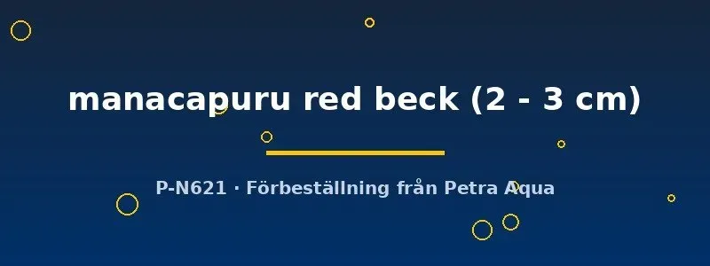 Pterophyllum scalare Manacapuru Red Beck skalar 2–3 cm
