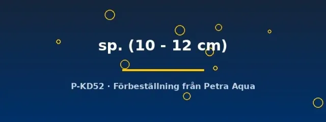 Näsets Ciklidhobby L067 Pseudoancistrus mal 10–12 cm mönstrad