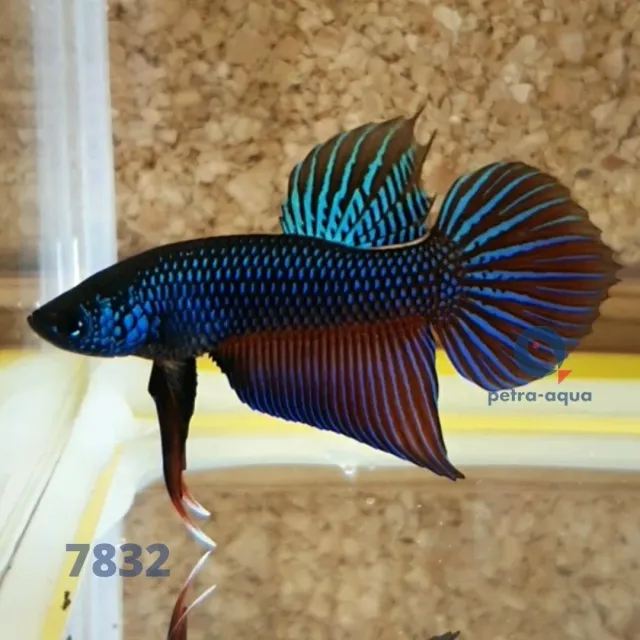 Näsets Ciklidhobby Wild Buriram Blue betta hane L