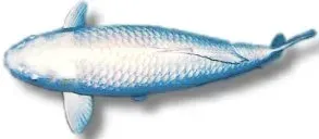 Näsets Ciklidhobby Platinum Ogon koi 40–45 cm vit