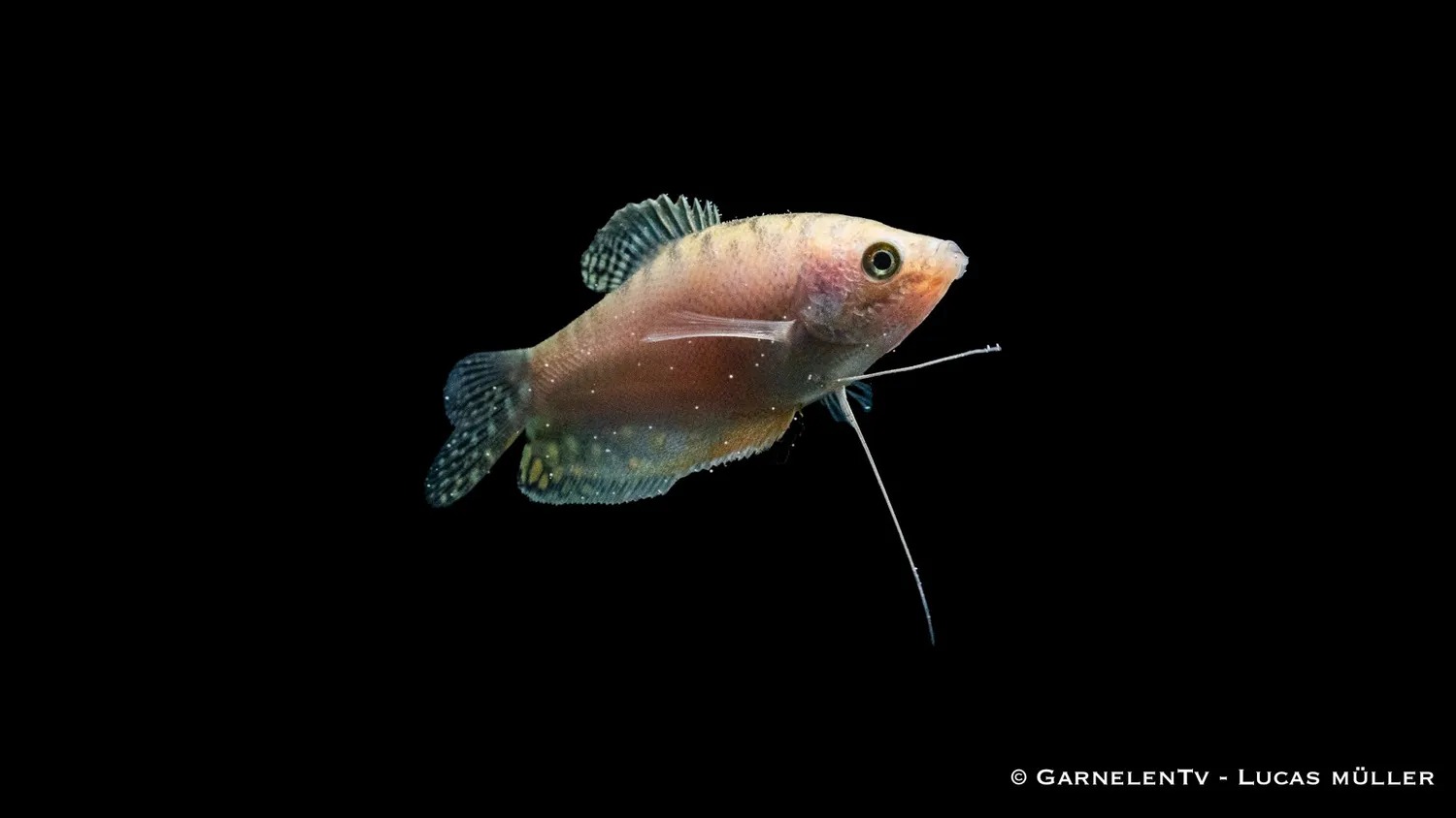 Garnelen TV Prickig Opal Trichogaster trichopterus trådgurami