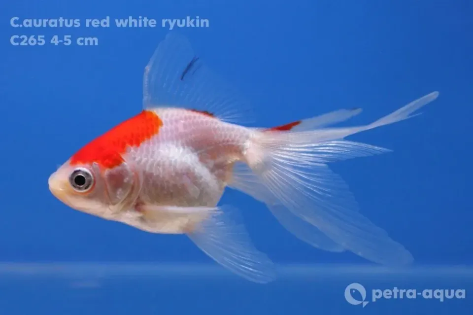 Petra-Aqua Ryukin Red White slöjstjärt 11–13 cm röd-vit