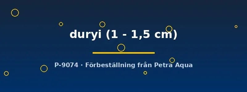 Planorbella duryi posthornssnäcka 1–1,5 cm