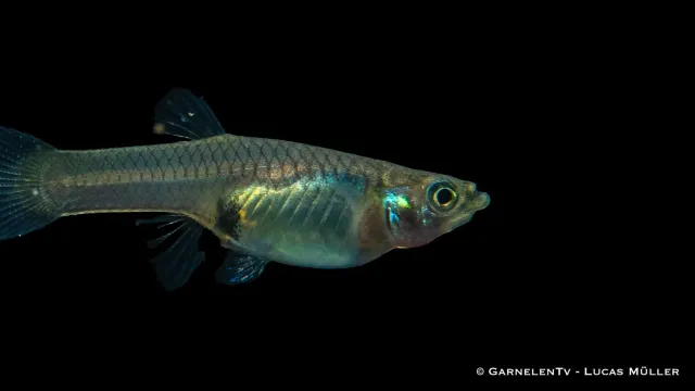Garnelen TV Endler guppy hona akvariefisk odling