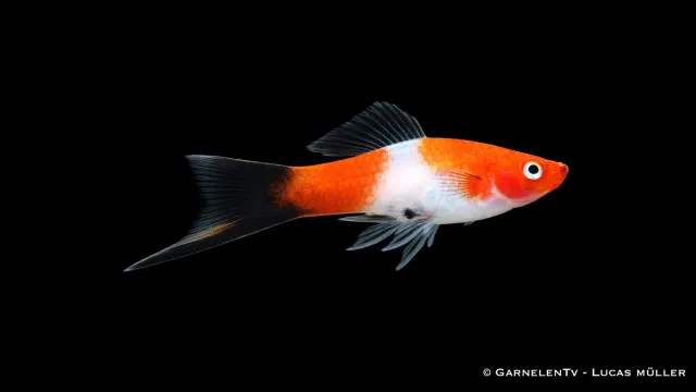 Garnelen TV Svärdbärare Koi Kohaku Wagtail levandefödare