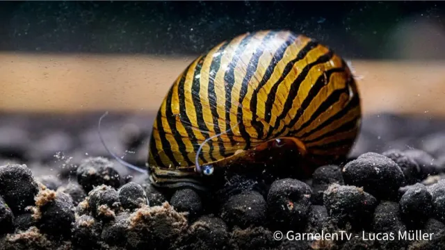 Garnelen TV Zebra Rennschnecke snäcka Vittina turrita alger