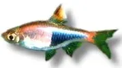 Rasbora heteromorpha akvariefisk >3 cm harlequin