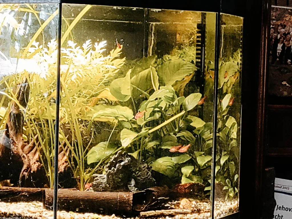 Sumatrabarb Puntigrus tetrazona stimfisk sötvatten