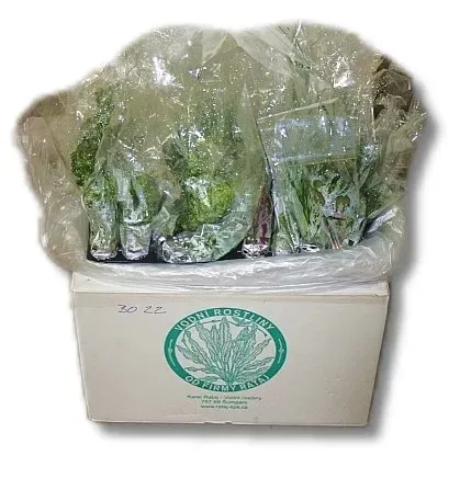 Näsets Ciklidhobby Plants mix set B akvarieväxter 38-pack