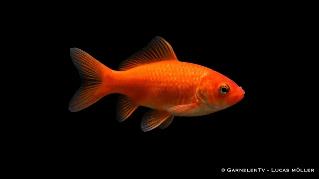 Garnelen TV Goldfisch Carassius auratus dammfisk 12-15 cm orange