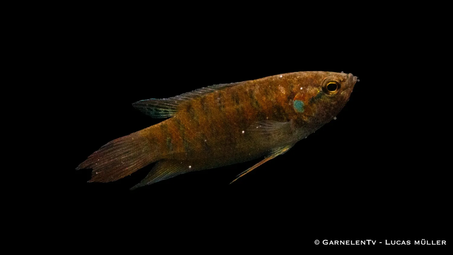 Garnelen TV Makropod Macropodus opercularis akvariefisk röd