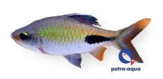 Näsets Ciklidhobby Puntius rohani akvariefisk 4–5 cm stim
