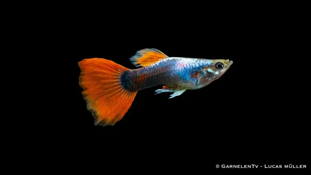 Garnelen TV Poecilia reticulata guppy hane röd tuxedo