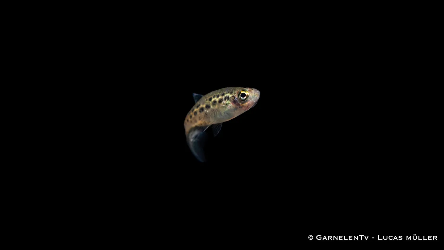 Garnelen TV dvärgleopardbarb Danio tinwini stimfisk klarvatten