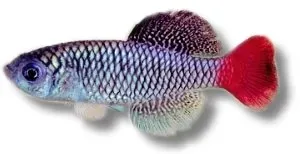 Näsets Ciklidhobby Nothobranchius patrizii killifisk 2,5–3,5 cm