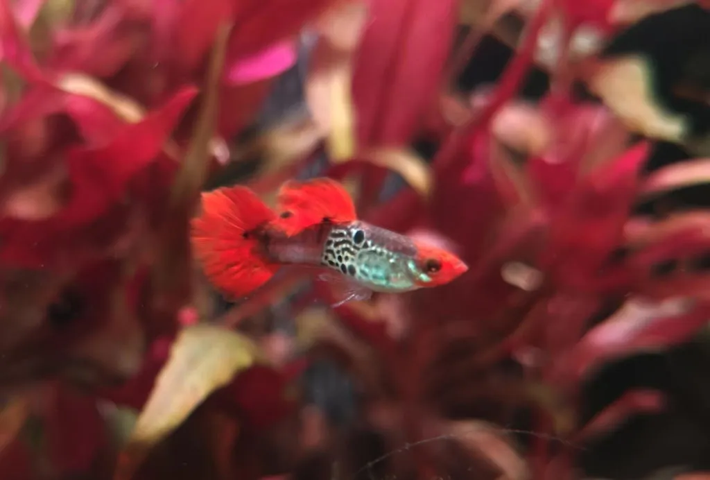 Garnelen TV Koi Tuxedo guppyhane Poecilia 3-4 cm
