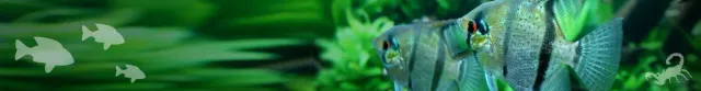 Näsets Ciklidhobby Corydoras paleatus albino pansarmal md