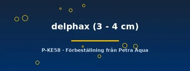 Corydoras delphax pansarmal 3–4 cm förbeställning