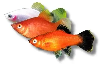 Näsets Platy Assorted Colours akvariefisk 5–6 cm mix