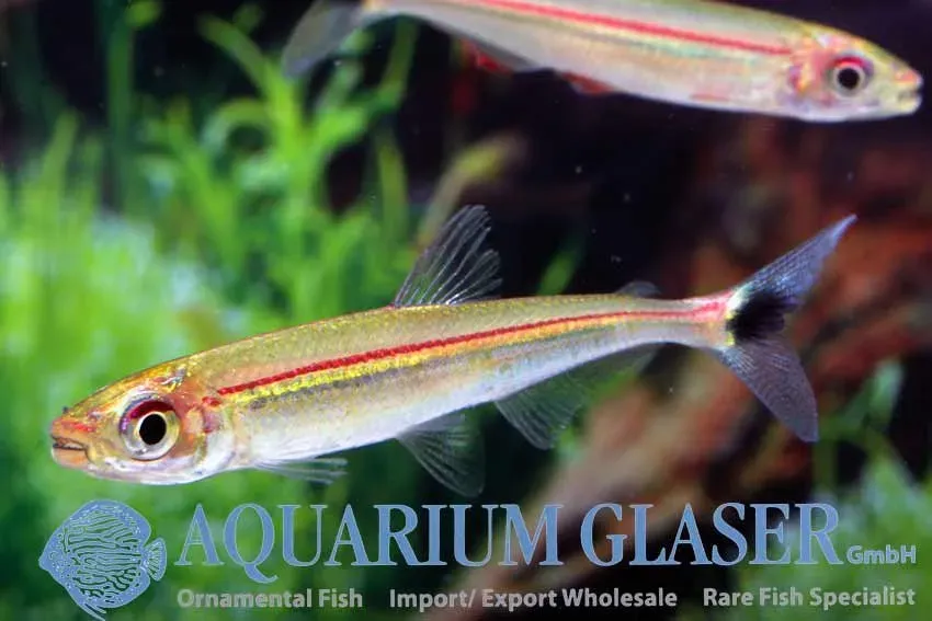 Näsets Ciklidhobby Iguanodectes geisleri REDSTR tetra 4–6 cm