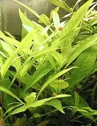 Hygrophila siamensis akvarieväxt kruka snabbväxande