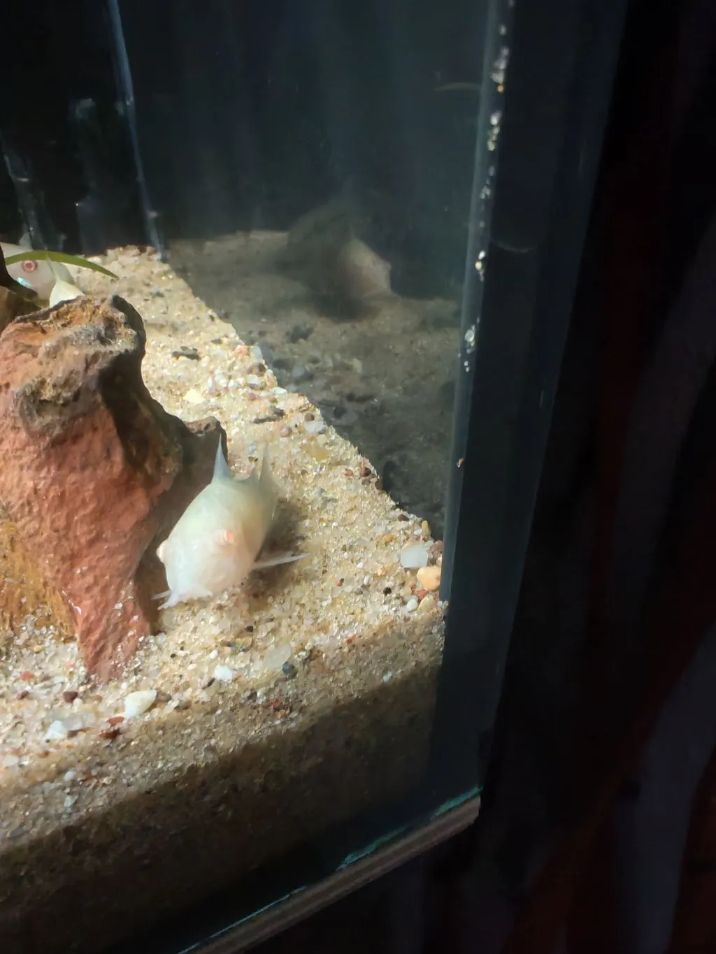 Garnelen TV Metallpansarmal albino bottenfisk grupp
