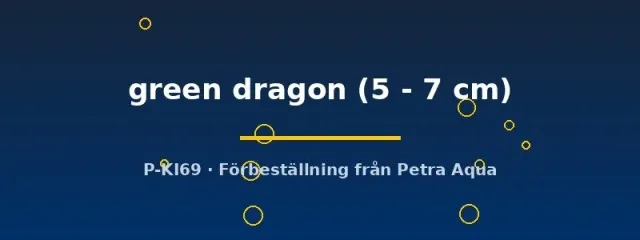 Petra-Aqua Ancistrus Green Dragon mal 5–7 cm algätare