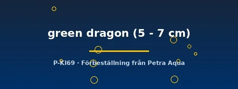 Petra-Aqua Ancistrus Green Dragon mal 5–7 cm algätare