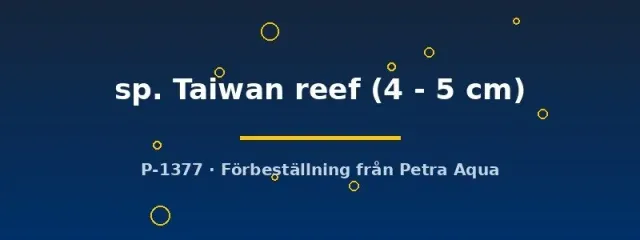 Näsets Ciklidhobby Protomelas Taiwan reef ciklid 4–5 cm blå