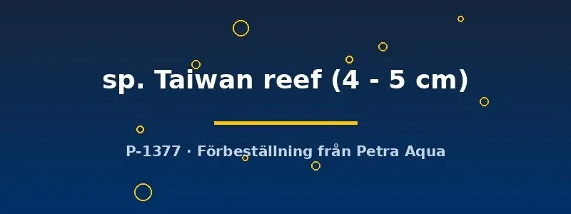 Näsets Ciklidhobby Protomelas Taiwan reef ciklid 4–5 cm blå