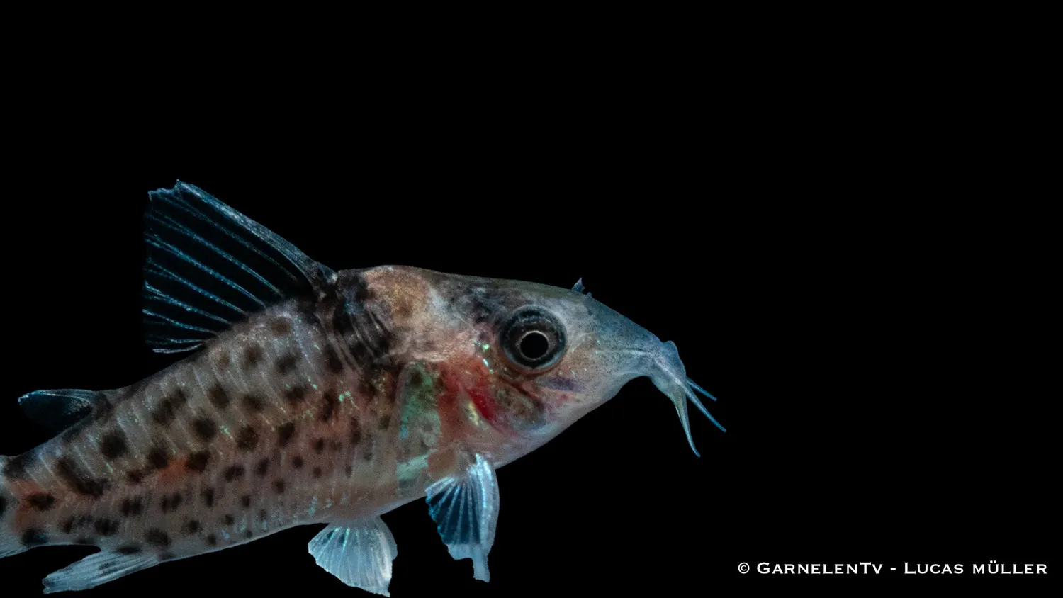 Garnelen TV Corydoras punctatus pansarmal prickig