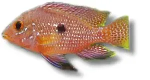 Geophagus brasiliensis red ciklid 4–5 cm