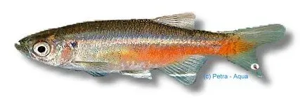 Näsets Ciklidhobby Devario sondhii akvariefisk 3-4 cm stim