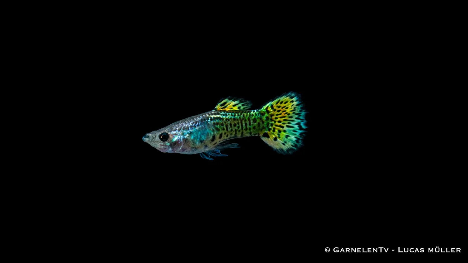 Garnelen TV Cobra Green guppyhane akvariefisk 3-4 cm grön